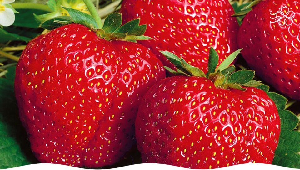 ��������� ���� �����: ������� ��������� � ���������� ������