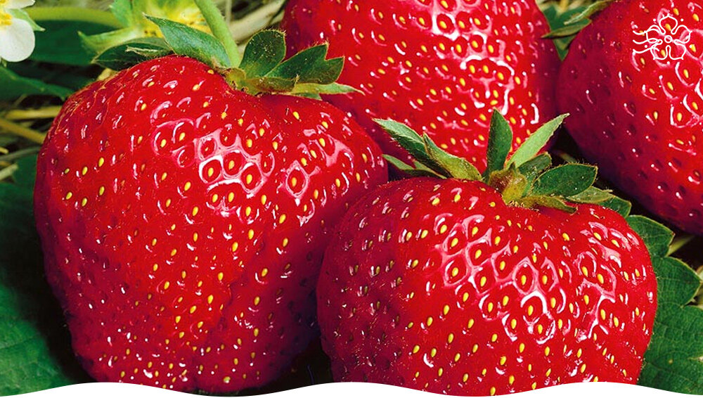 Земляника Вима Занта: секреты успешного и ароматного урожая