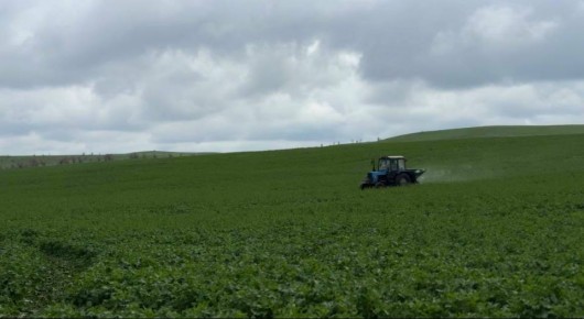 Аграрии Ставрополья приступили к первой азотной подкормке озимого клина