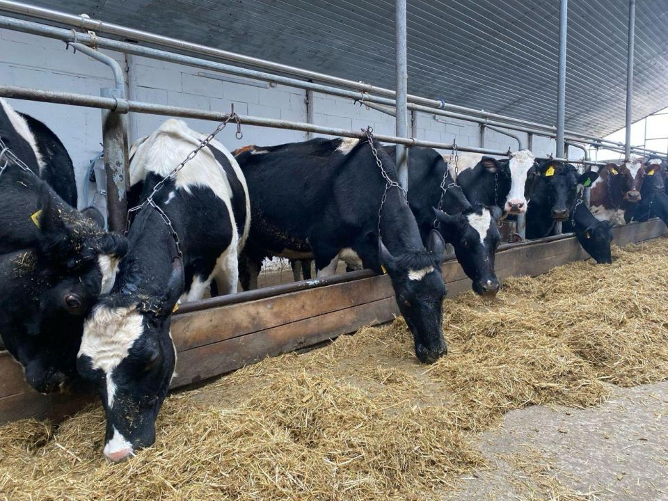 ������� ������������ ���������������� ������� �� �����������