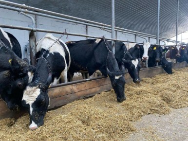 ������� ������������ ���������������� ������� �� �����������