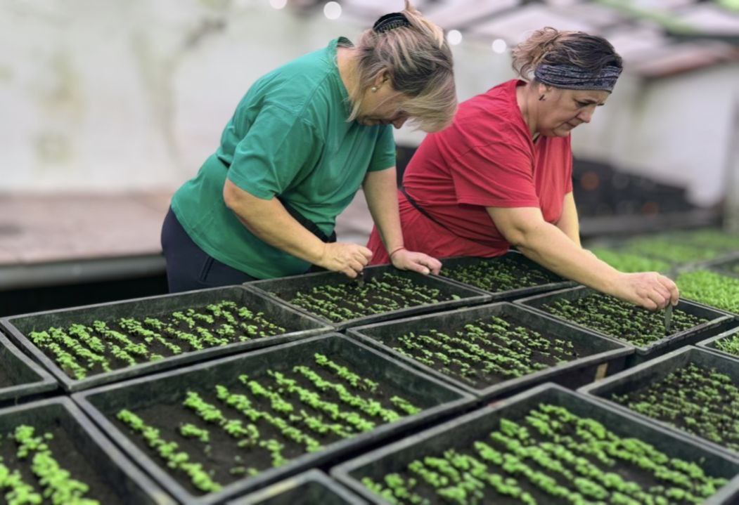 900 тыс. растений высадят на клумбах Ставрополя за сезон
