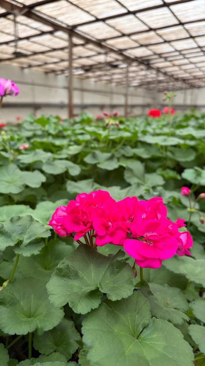 Иван Ульянченко: Работники «Горзеленстроя» приступили к активной фазе подготовки к весне Иван Ульянченко: Работники «Горзеленстроя» приступили к активной фазе подготовки к весне