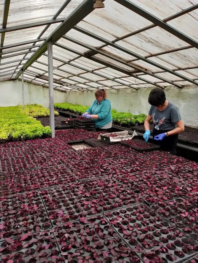 Почти 900 тысяч растений украсят Ставрополь в новом цветочном сезоне: в теплицах завершаются посевы летников, идет черенкование ковровых культур Почти 900 тысяч растений украсят Ставрополь в новом цветочном сезоне: в теплицах завершаются посевы летников, идет черенкование ковровых культур