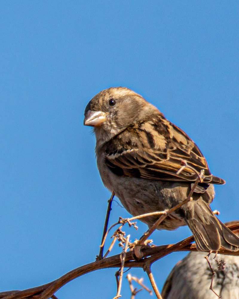 1421 воробей официально прописан в Ставропольском крае
