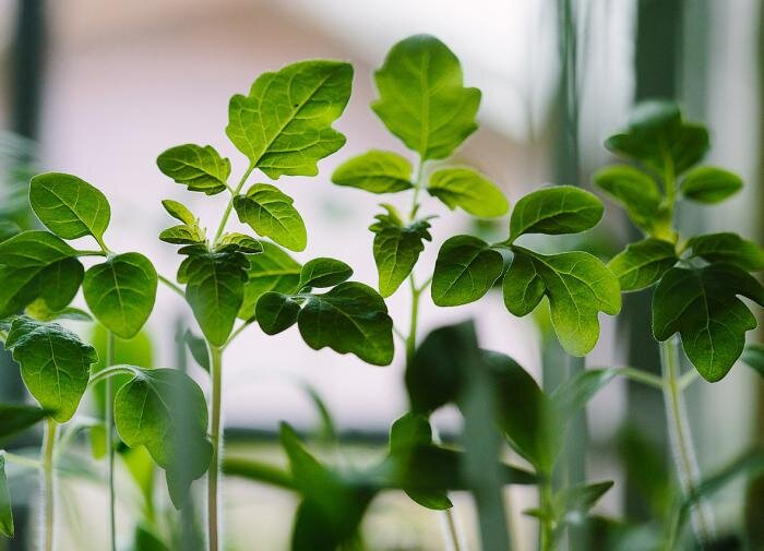 Как полить томаты в жару: советы для успешного выращивания