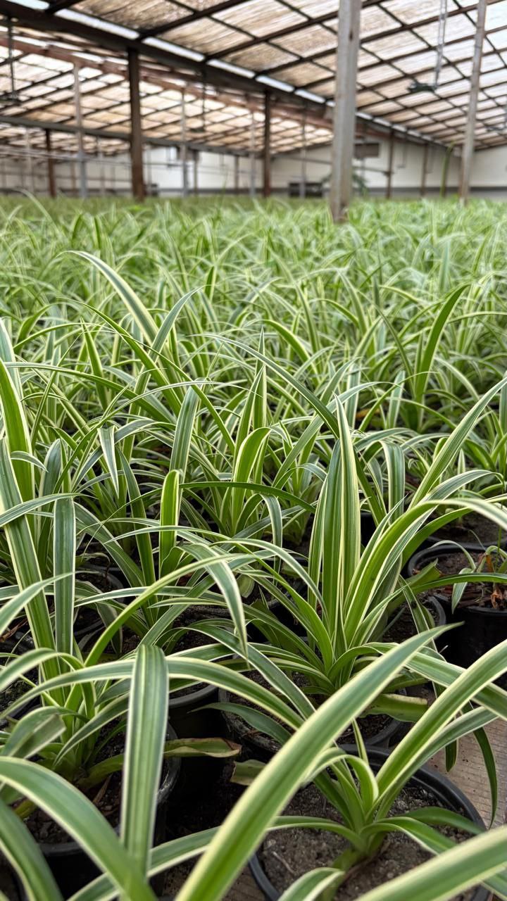 Иван Ульянченко: Работники «Горзеленстроя» приступили к активной фазе подготовки к весне Иван Ульянченко: Работники «Горзеленстроя» приступили к активной фазе подготовки к весне