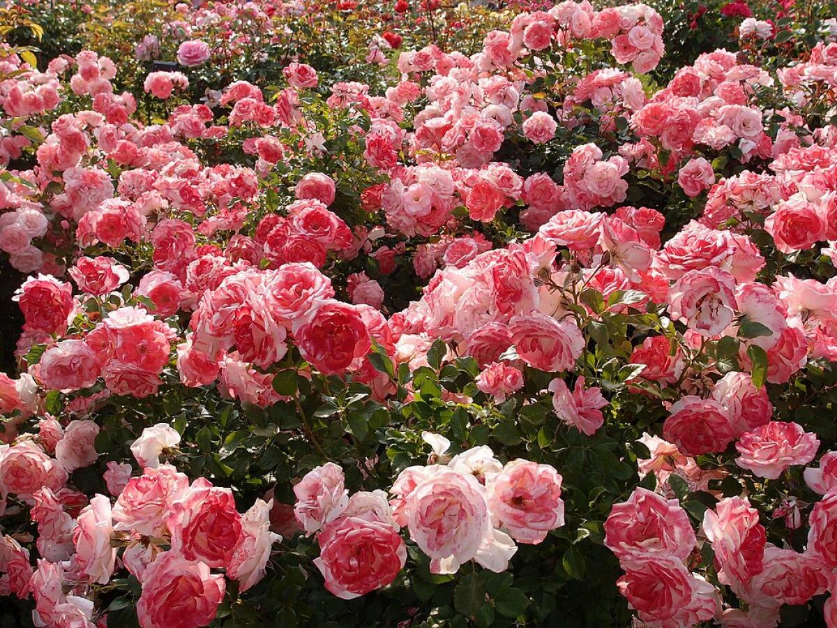 Как выбрать идеальное место для посадки роз в саду?