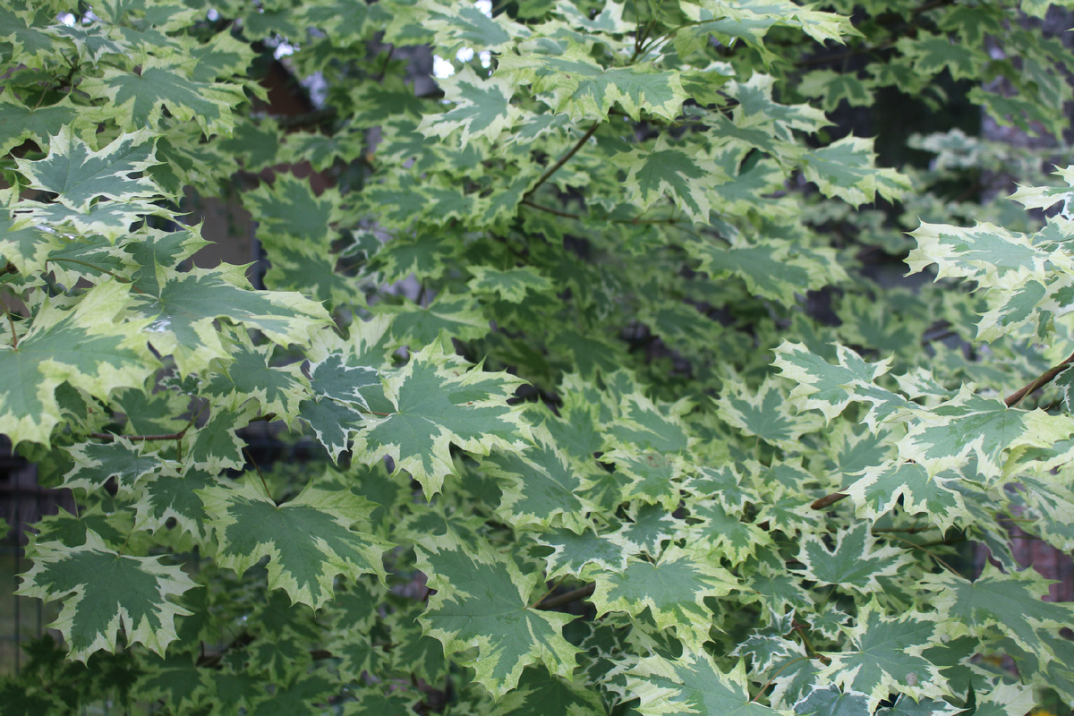 Белые деревья в вашем саду: как выбрать лучший вид