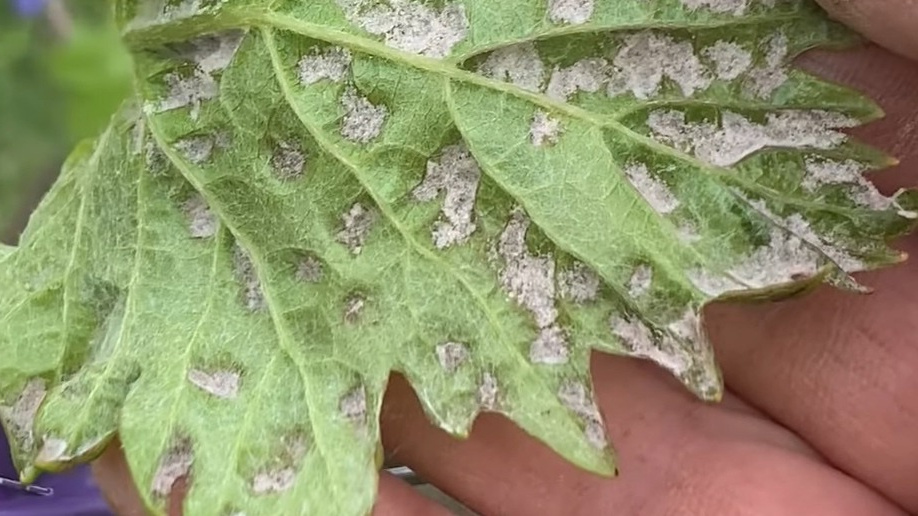 Как защитить огурцы от паутинного клеща: советы и рекомендации