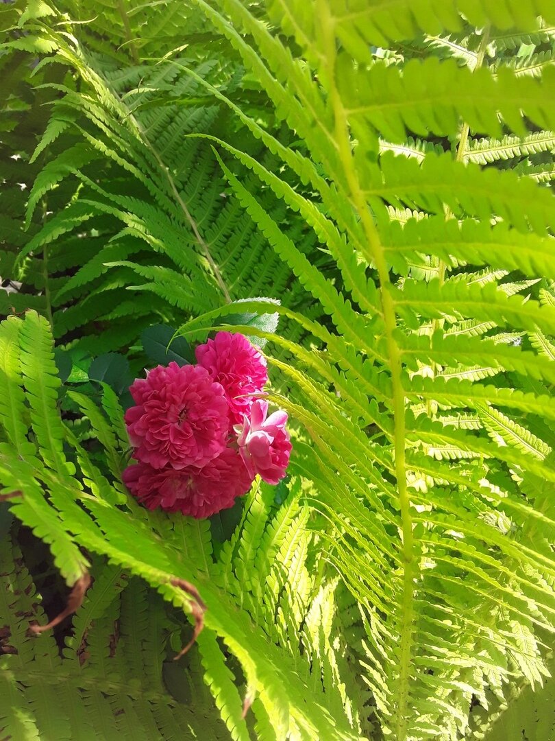 Папоротники в саду: как они могут удивить
