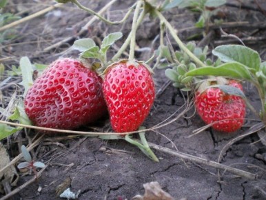 ����������� �������� ����� ��������, ������� ����� ������ � 2026 ����