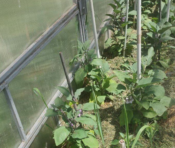 ����� ��������� ������ ����������: ��� ������� �������