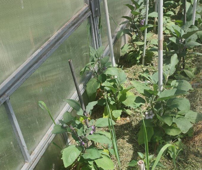 Тайны успешного урожая баклажанов: три простых правила