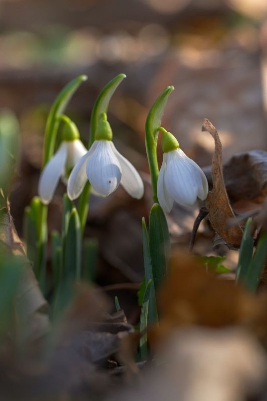 ����������� � �������� ���� �������