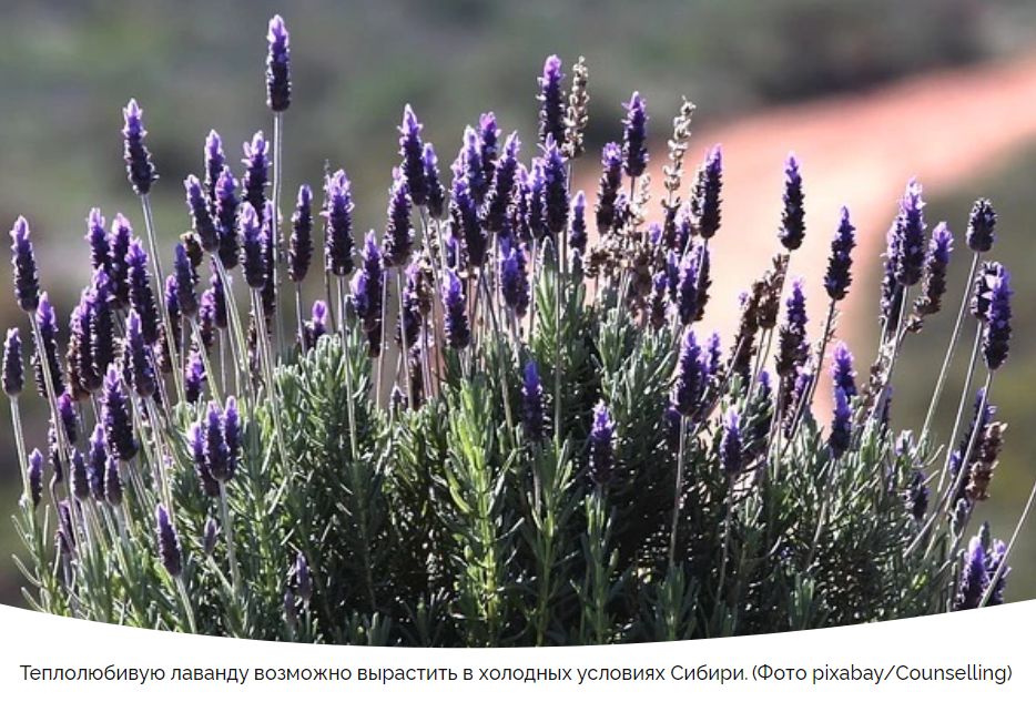 ����������� ������� � ������: ������� � ������