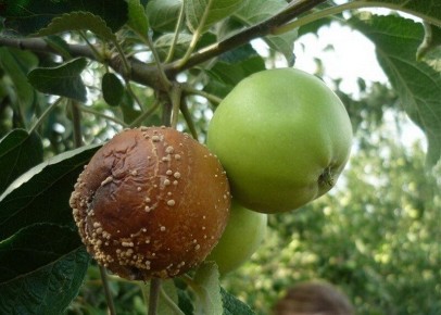 ��� �������� ���� ��� �� �������� �����: ������ �� ������ � ����������