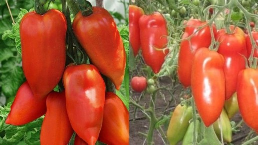 ��� ����������� ��������� ���� ����� ��������� ��� �����������