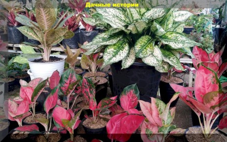 �������� ��� ����� ���������: ��� ������� ��� �����