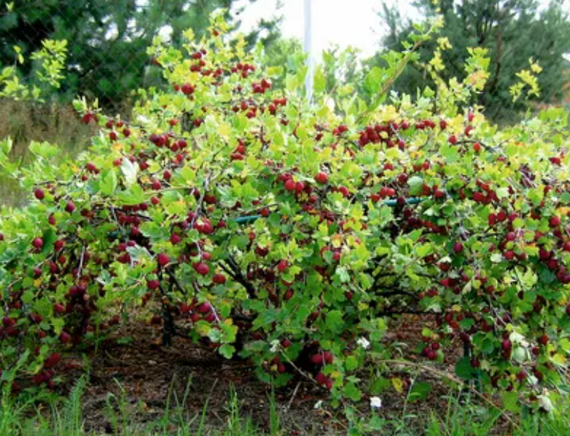 Крыжовник и смородина: как сосуществование ягод может привести к проблемам
