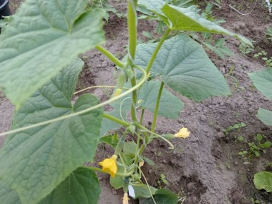 ��� �������� ���������� ������ ������� � ����: ������ �� ������ � ��������