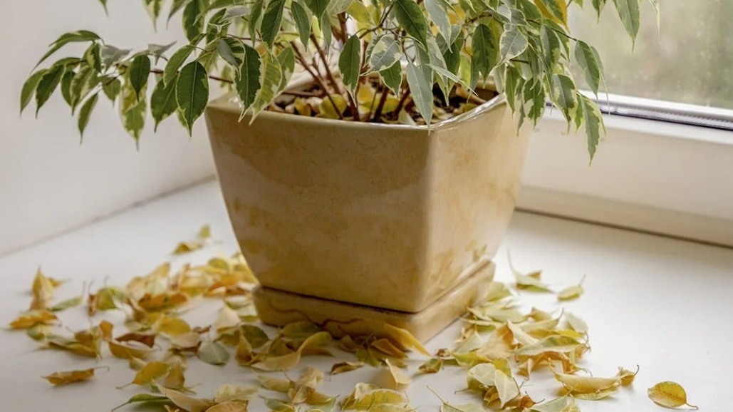 Как контрастный душ возвращает к жизни домашние растения