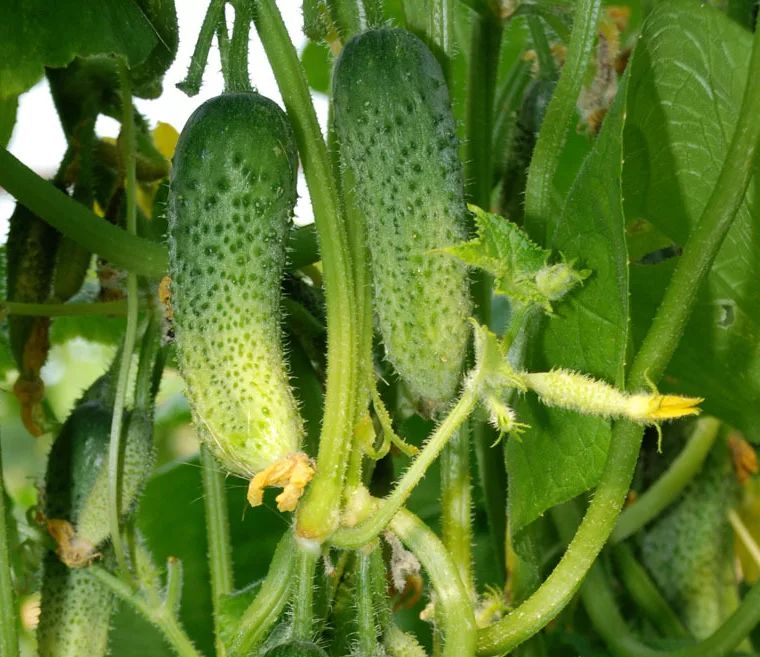 ��� �������� �������� � ����������� ������� �� ����