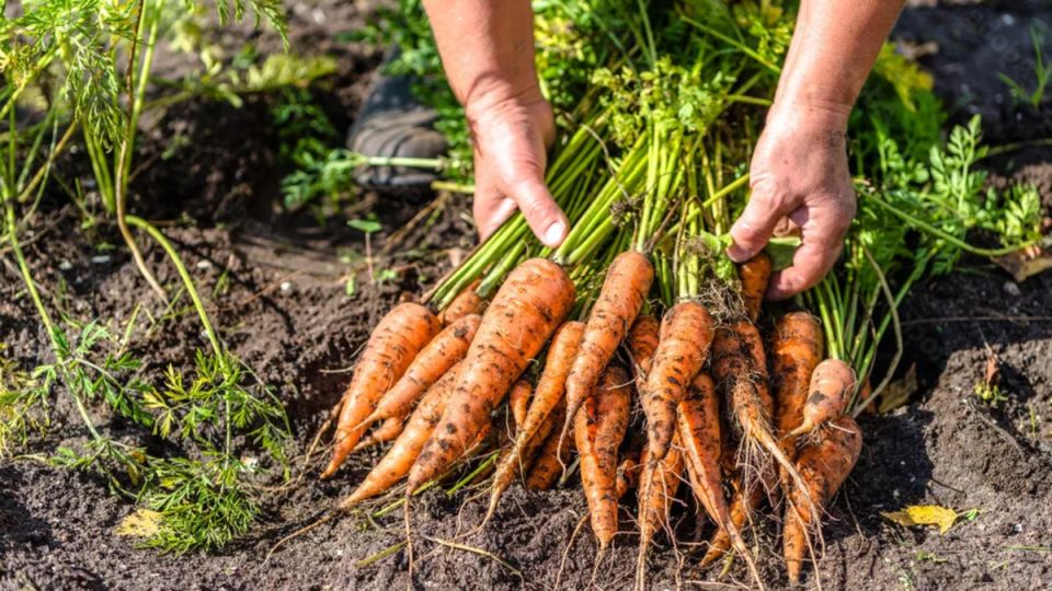 ����� ������� ������ � �������: ���� ��������� �� ���������� � �����