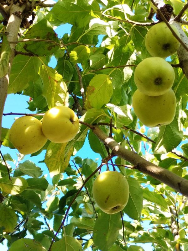 ���������� ����������: ����������� ��������� ���������������� ����