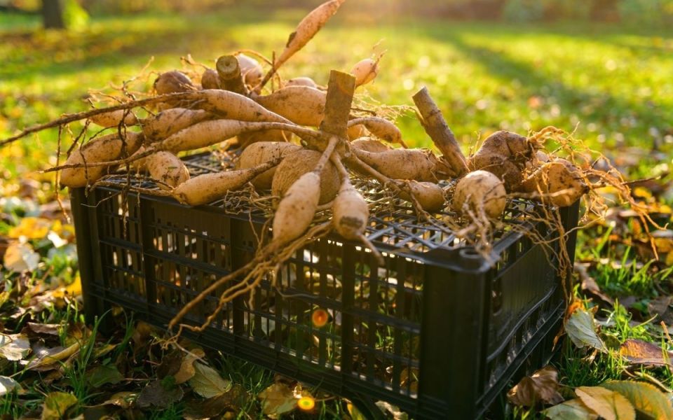 ��� ��������� ������� ��������: ������� ����������� ������