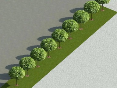 Так будет выглядеть аллея вдоль площади Ленина в Ставрополе после озеленения