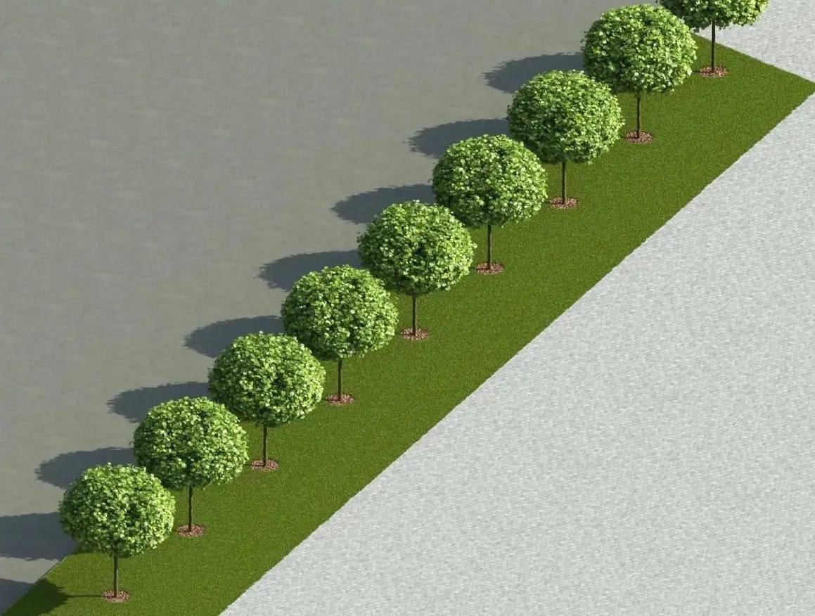 Так будет выглядеть аллея вдоль площади Ленина в Ставрополе после озеленения