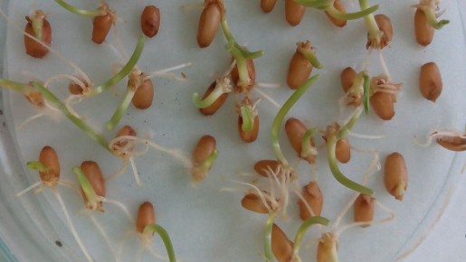 ��� �������� ����������� F1 �� �������� �����?