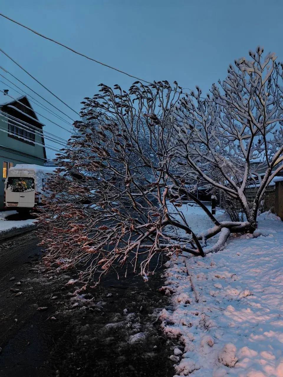 Евгений Моисеев: В Кисловодске в результате сильного снегопада упали четыре дерева Евгений Моисеев: В Кисловодске в результате сильного снегопада упали четыре дерева