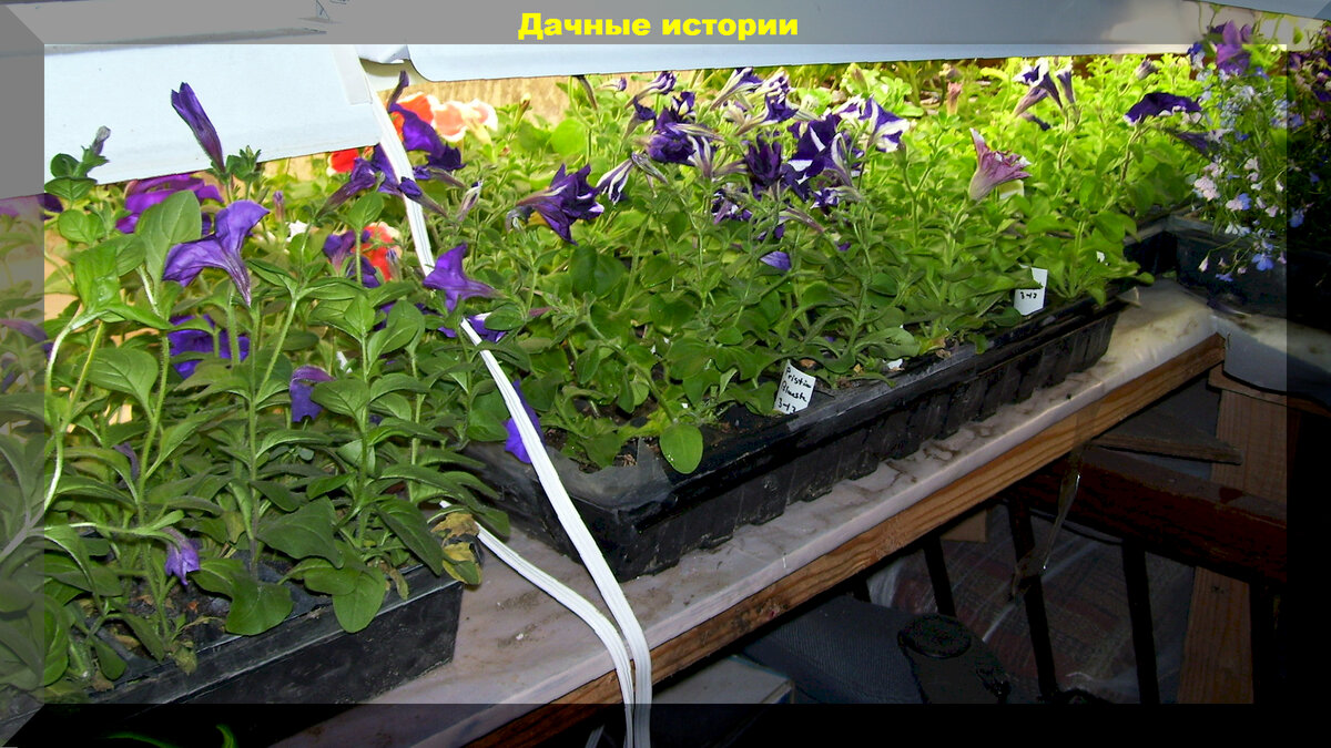 Советы по садоводству: ответы на важные вопросы начинающих дачников