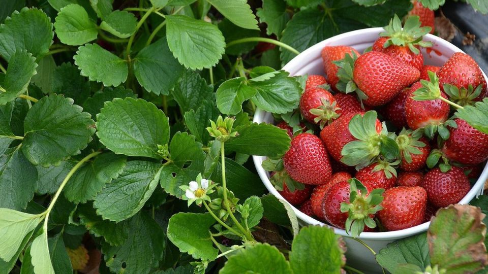 ����������� ������ ������ �������� �� ����������