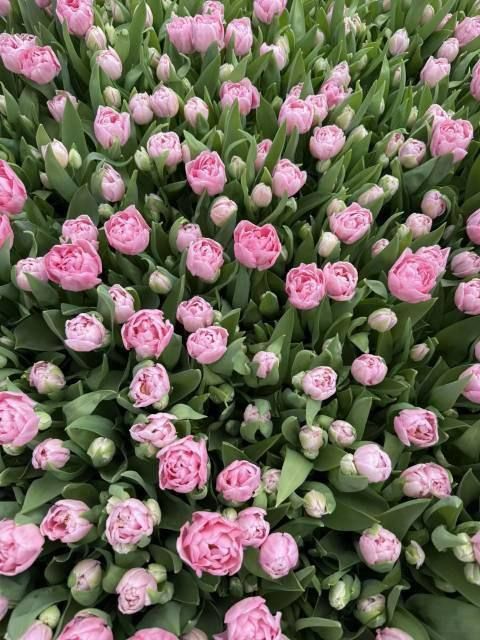 � ���������� ������ ��������� 700 ����� ������ � 8 �����