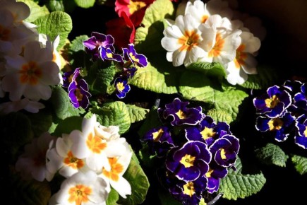 ������� ���������: ����� �������! ������� ������������!