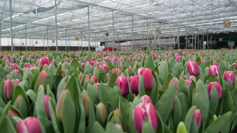 4 �������� ��������� �� ������������� ������ �������� ��� ������ ������