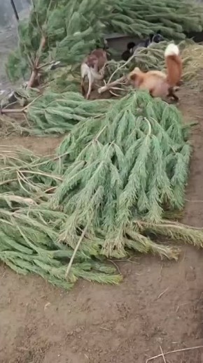 Новая няня с виляющим хвостиком появилась в ставропольском центре реабилитации животных