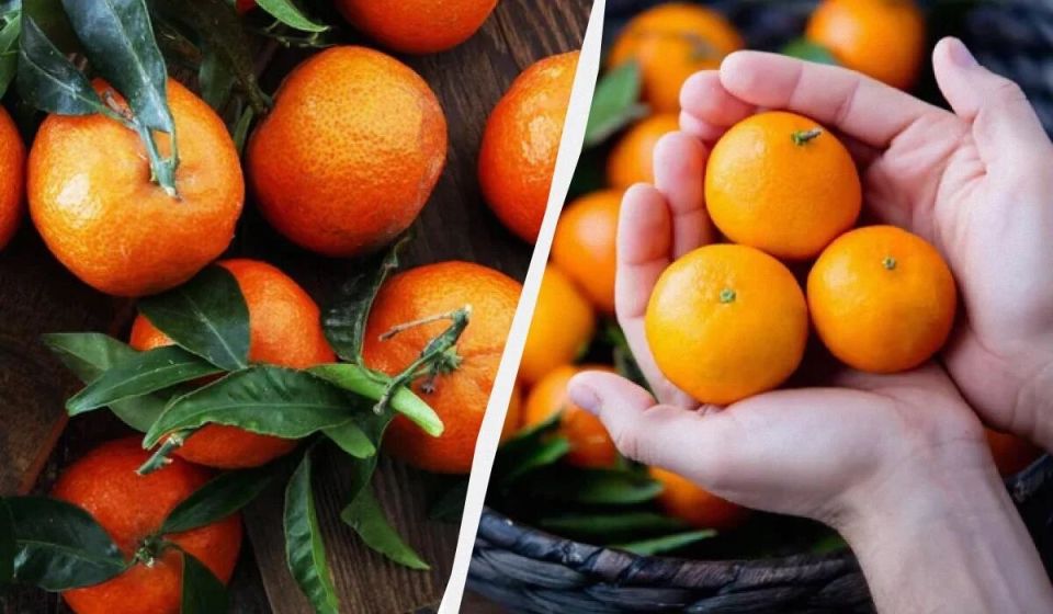 ��� ������� ������ ��������� �������� ����� �� 15 �����