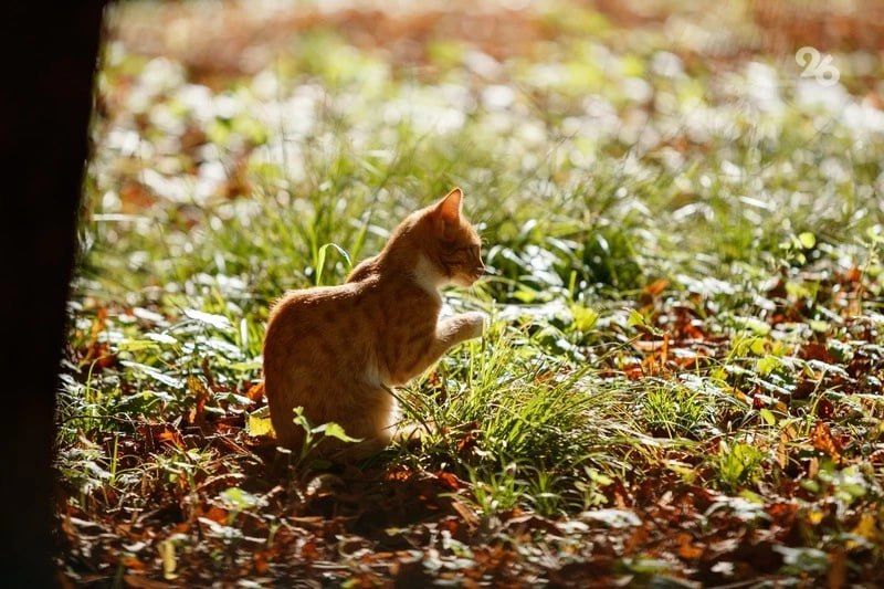 �� +15� ��������� � ���� ��� 11 �����, �������� �������������