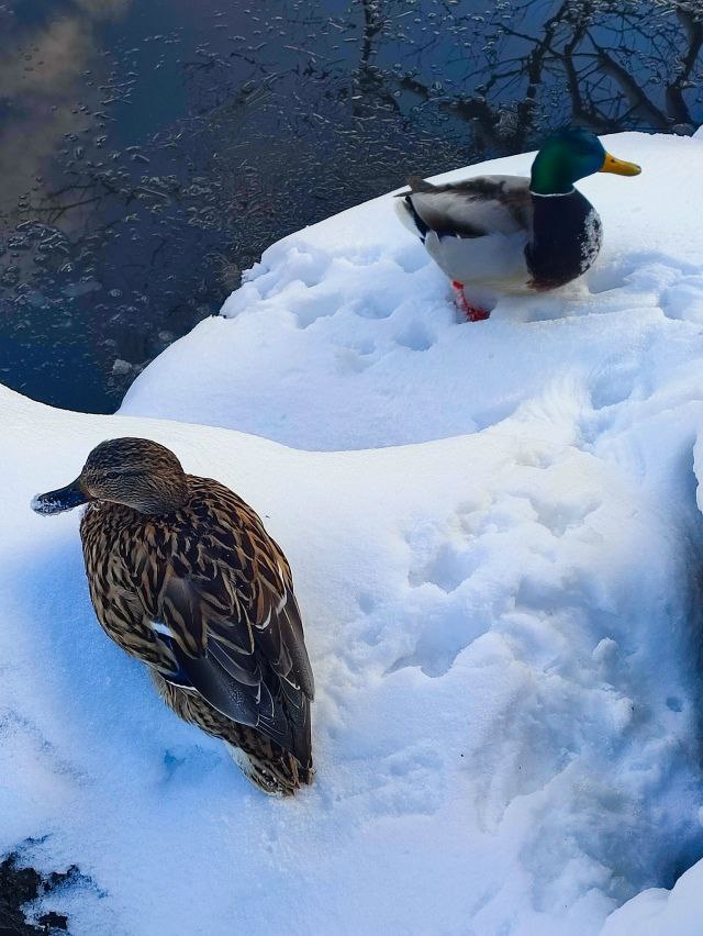 Уточки в Пятигорске. Елена Брежицкая Подпишись на нас в MAX