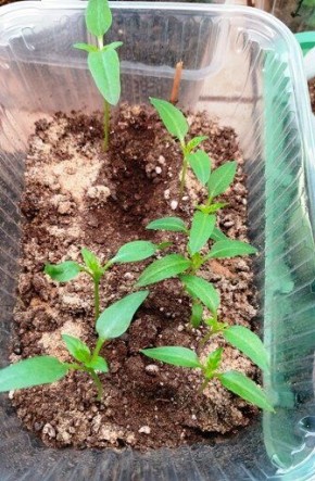 Пикировка рассады: секреты успеха для перцев и баклажанов