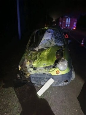 Легковушка влетела в табун лошадей на ночной трассе в Ставрополье — одно из животных пробило лобовое стекло и травмировало пассажирку