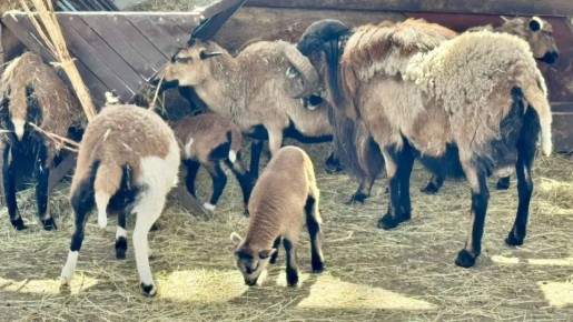 ������ ��� � �����: ������ � ���� ���� ����-��� �������� � �������� �� ��� ����������