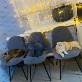 ������ ������ ����������, ����� � �������� �������� ��� ��������