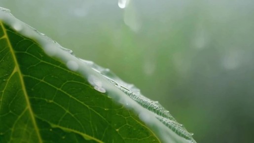 По данным синоптиков, завтра на Ставрополье местами небольшой и умеренный дождь, утром в отдельных районах туман