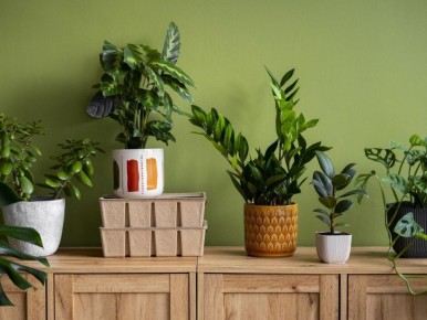 Тайные методы борьбы с мучнистым червецом: простота на вашей кухне