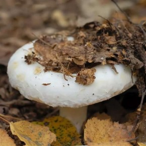 Как гриб груздь заслужил свое имя